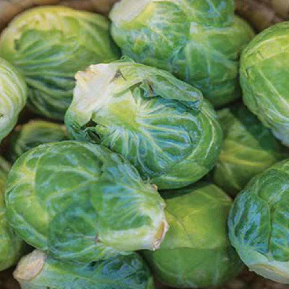Organic Brussels Sprouts Seeds