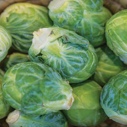 Organic Brussels Sprouts Seeds