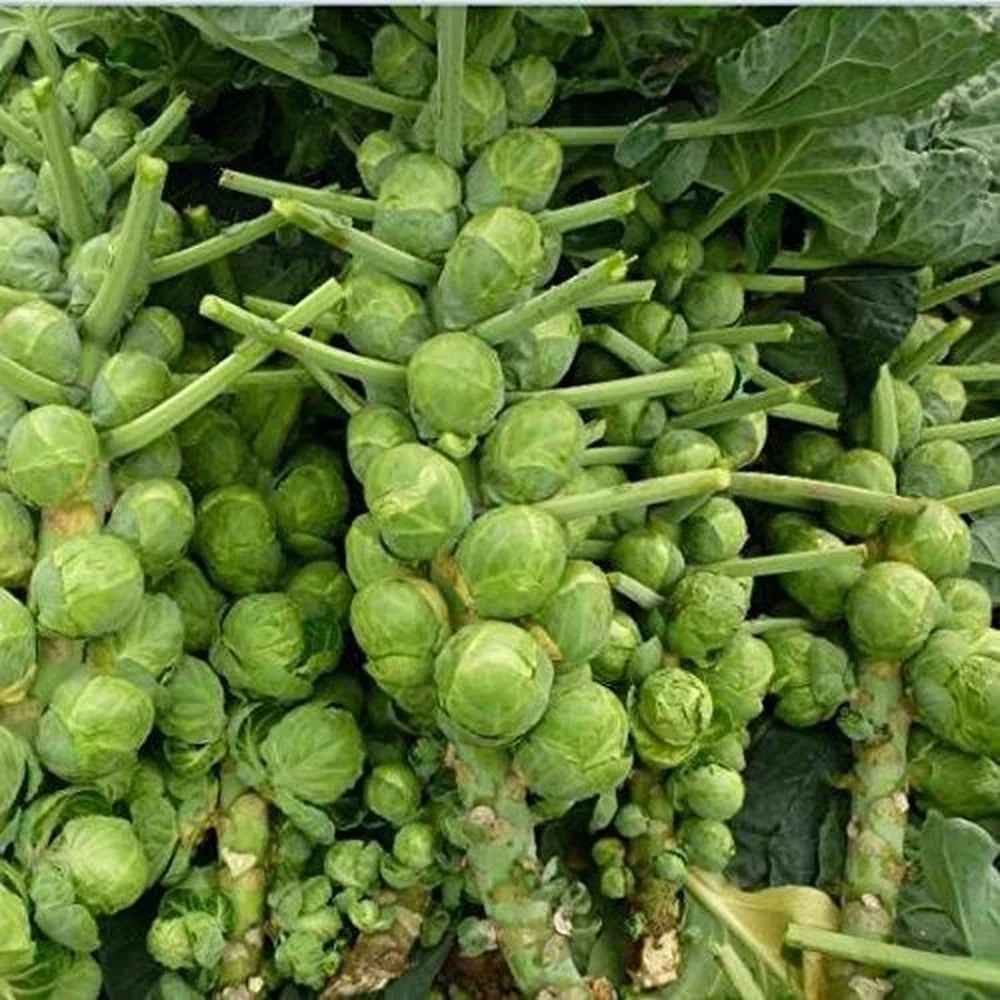 Organic Brussels Sprouts Seeds