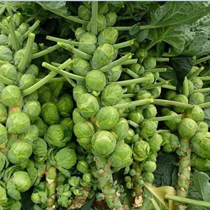 Organic Brussels Sprouts Seeds