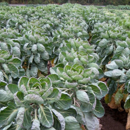 Organic Brussels Sprouts Seeds