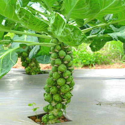 Organic Brussels Sprouts Seeds