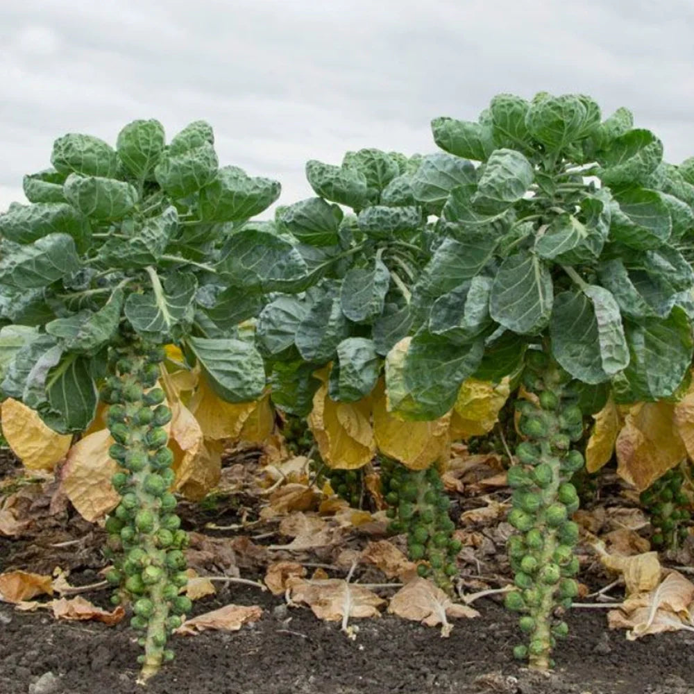 Organic Brussels Sprouts Seeds
