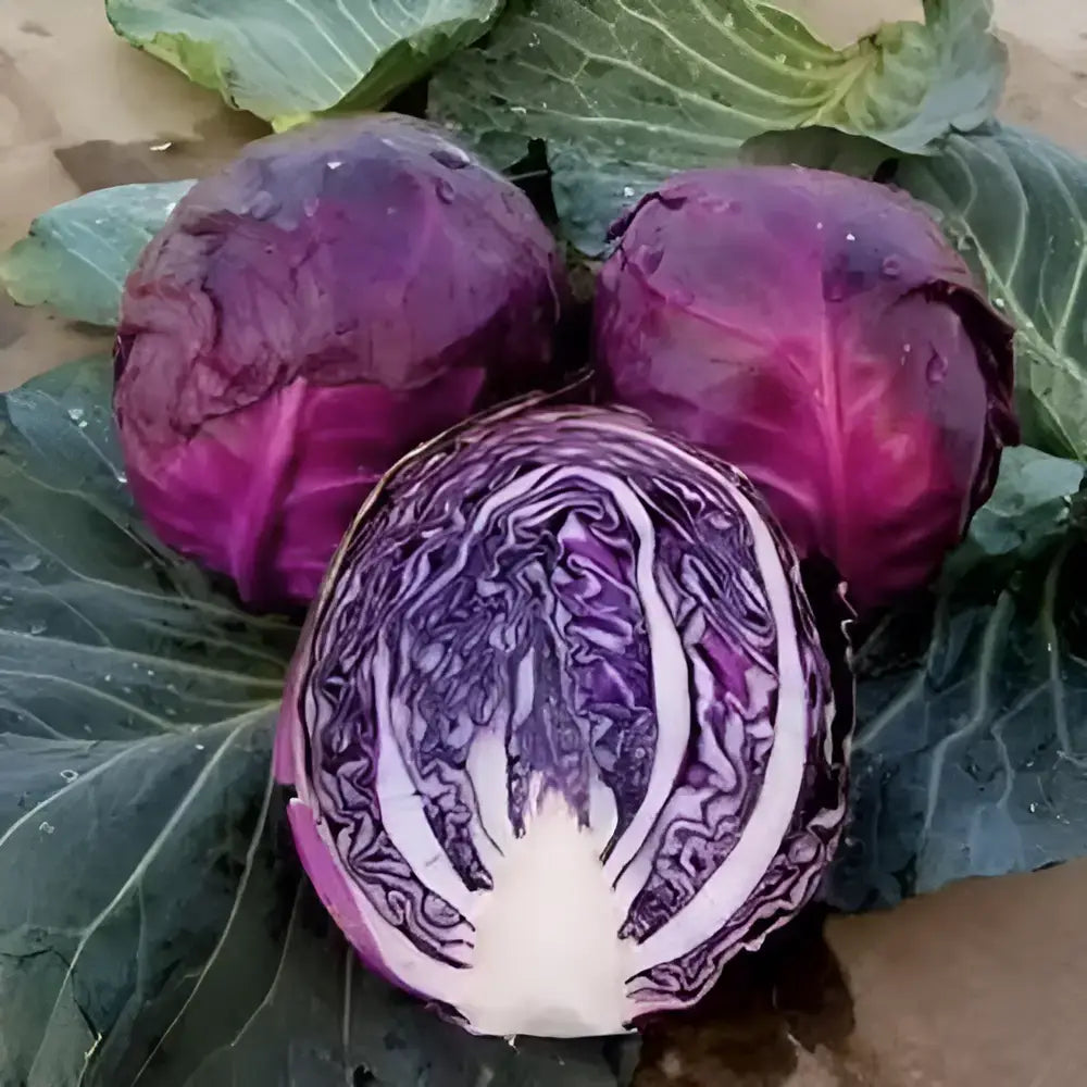 Organic Cabbage Seeds (20 Pack)