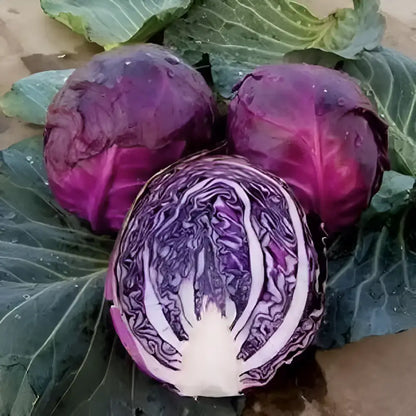 Organic Cabbage Seeds (20 Pack)