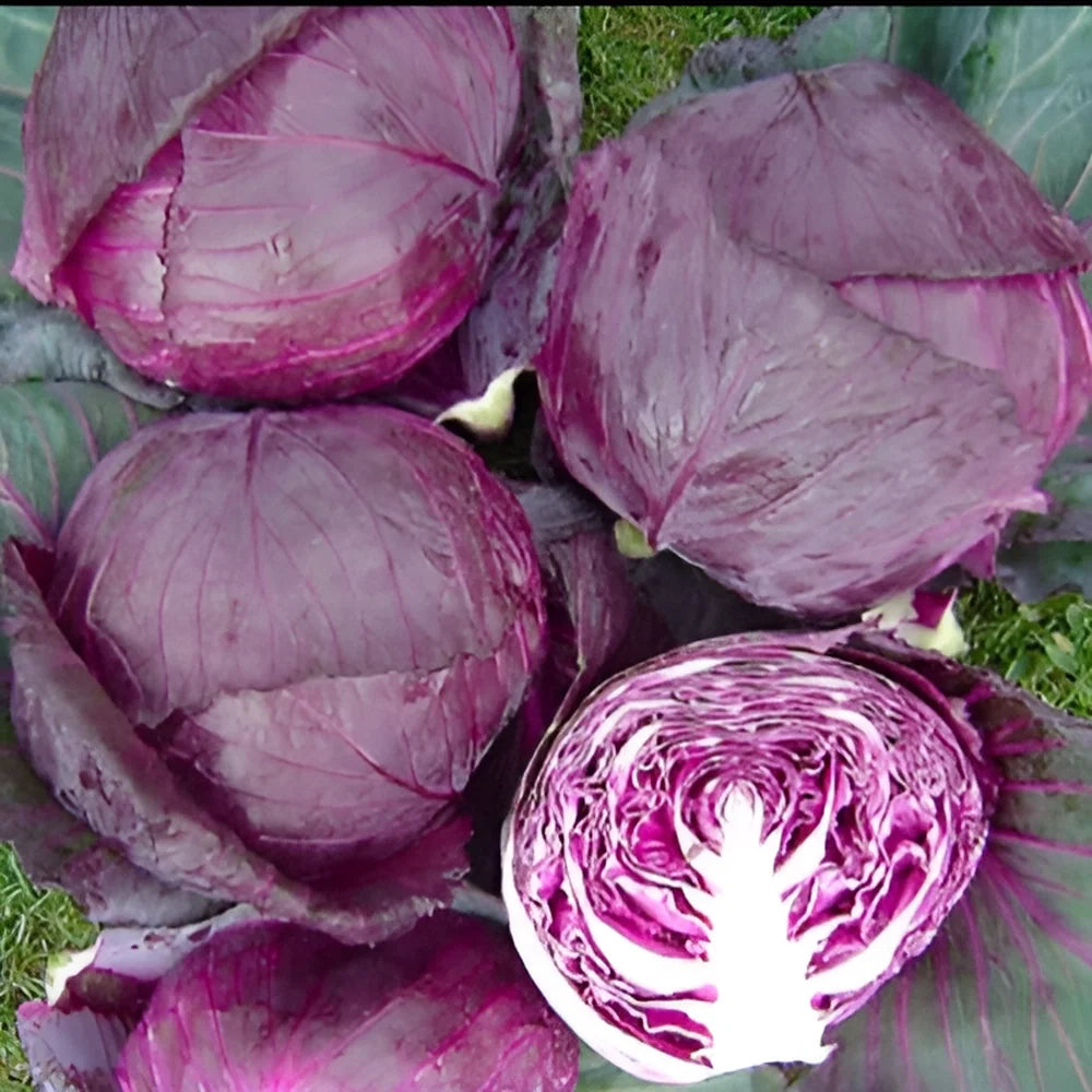 Organic Cabbage Seeds (20 Pack)