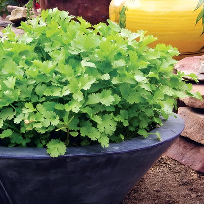Organic Coriander Seed Pack