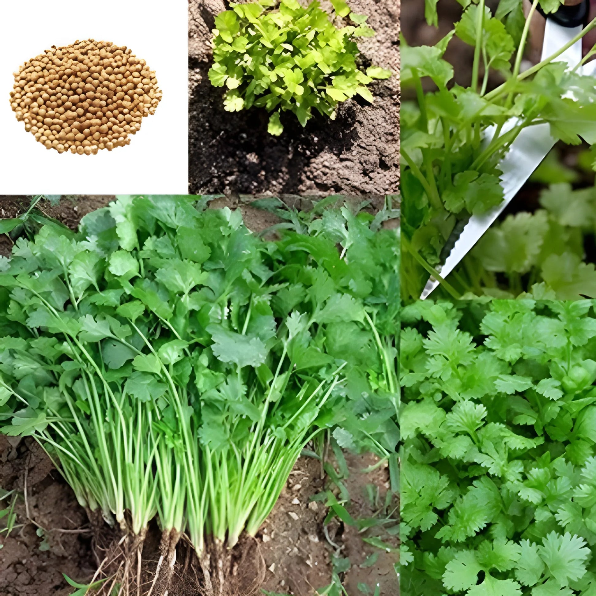 Organic Coriander Seed Pack