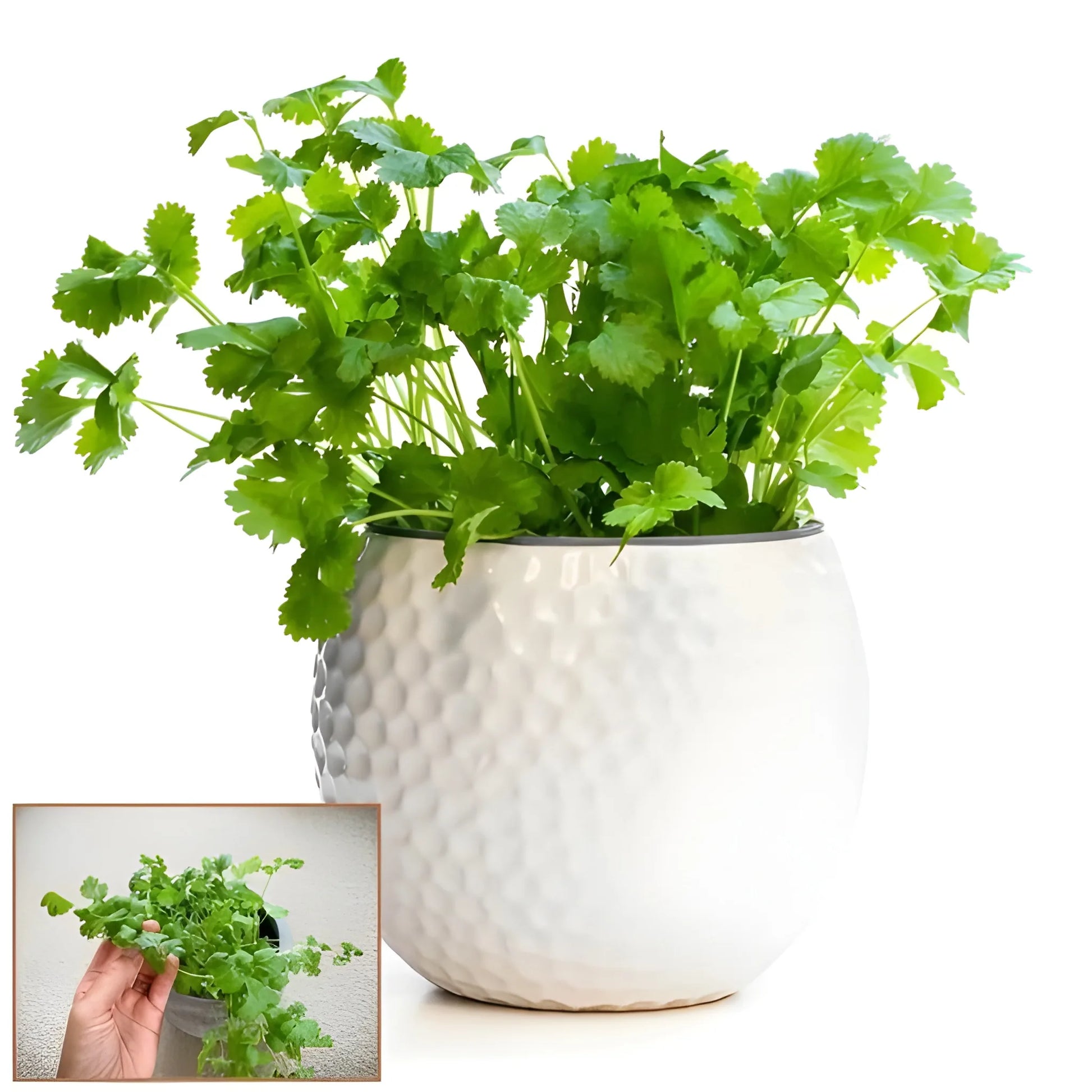 Organic Coriander Seed Pack
