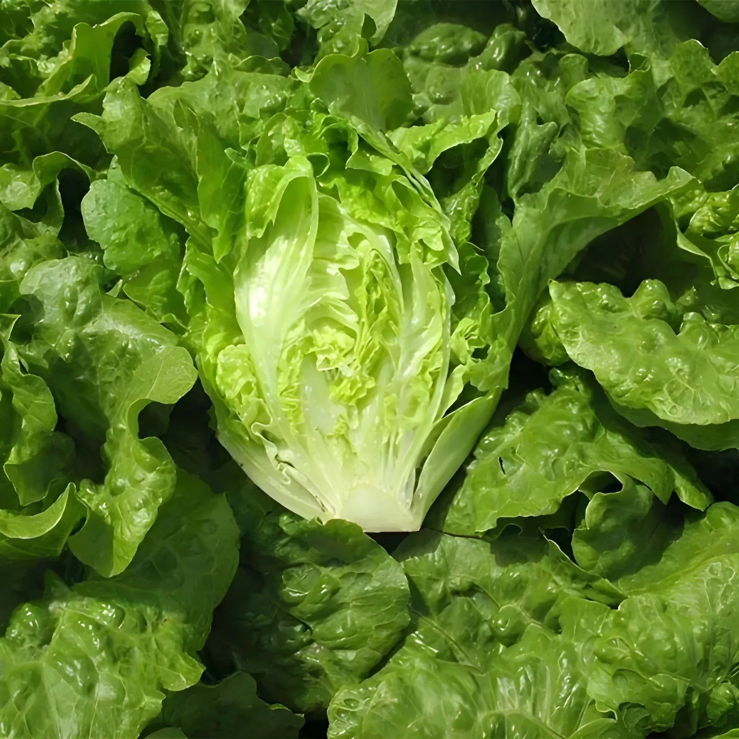 Organic Lettuce Seeds – Pack of 20