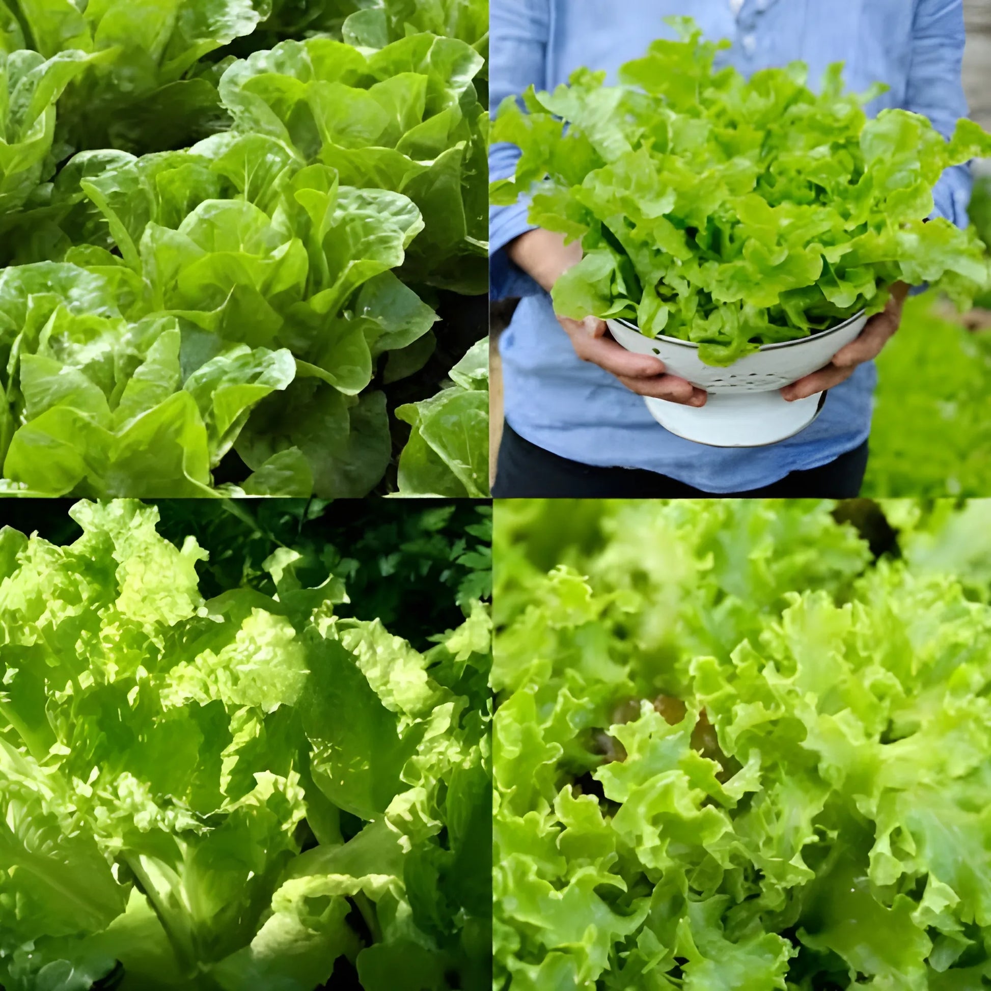 Organic Lettuce Seeds – Pack of 20