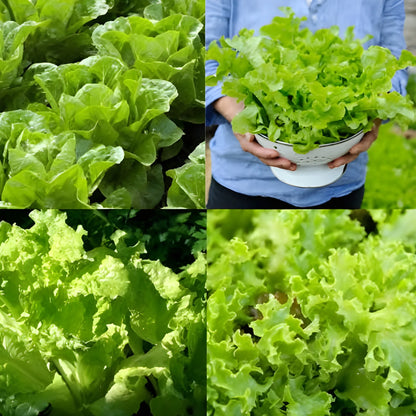 Organic Lettuce Seeds – Pack of 20