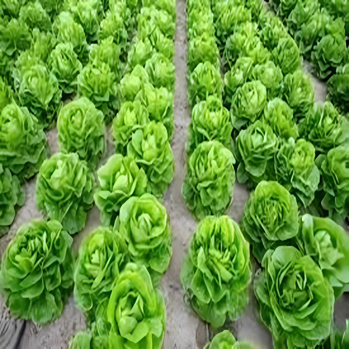 Organic Lettuce Seeds – Pack of 20