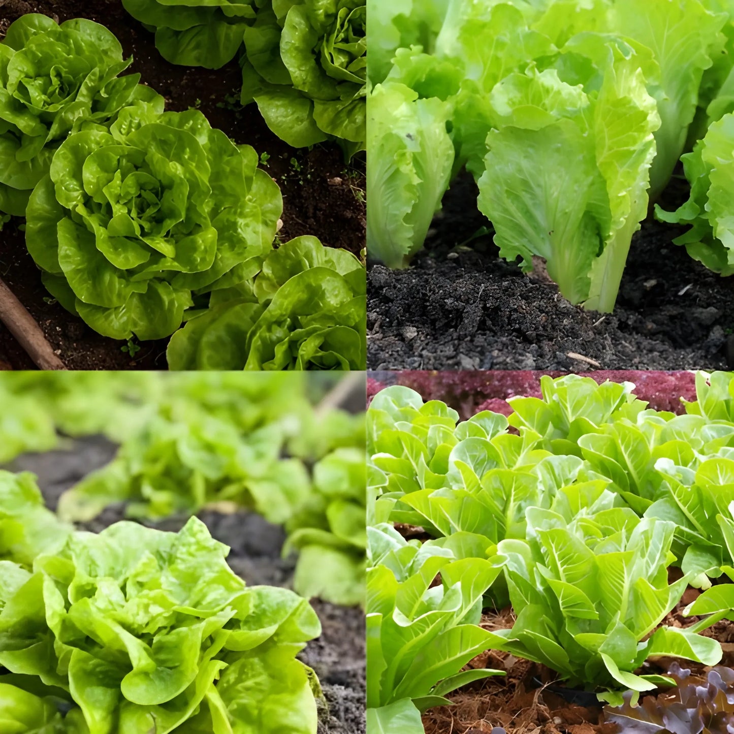 Organic Lettuce Seeds – Pack of 20