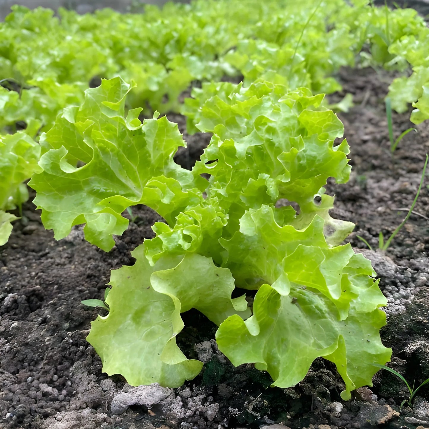 Organic Lettuce Seeds – Pack of 20