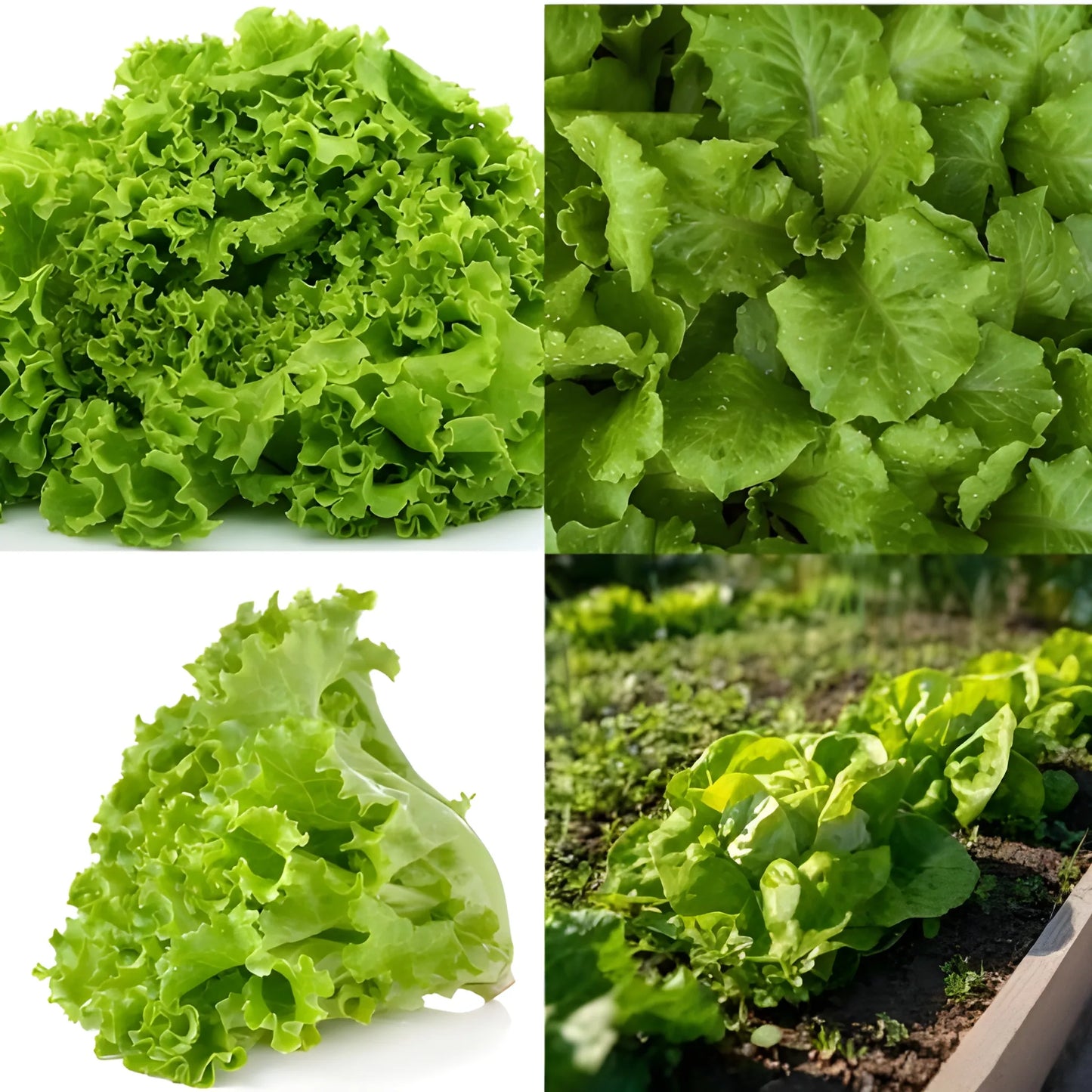 Organic Lettuce Seeds – Pack of 20