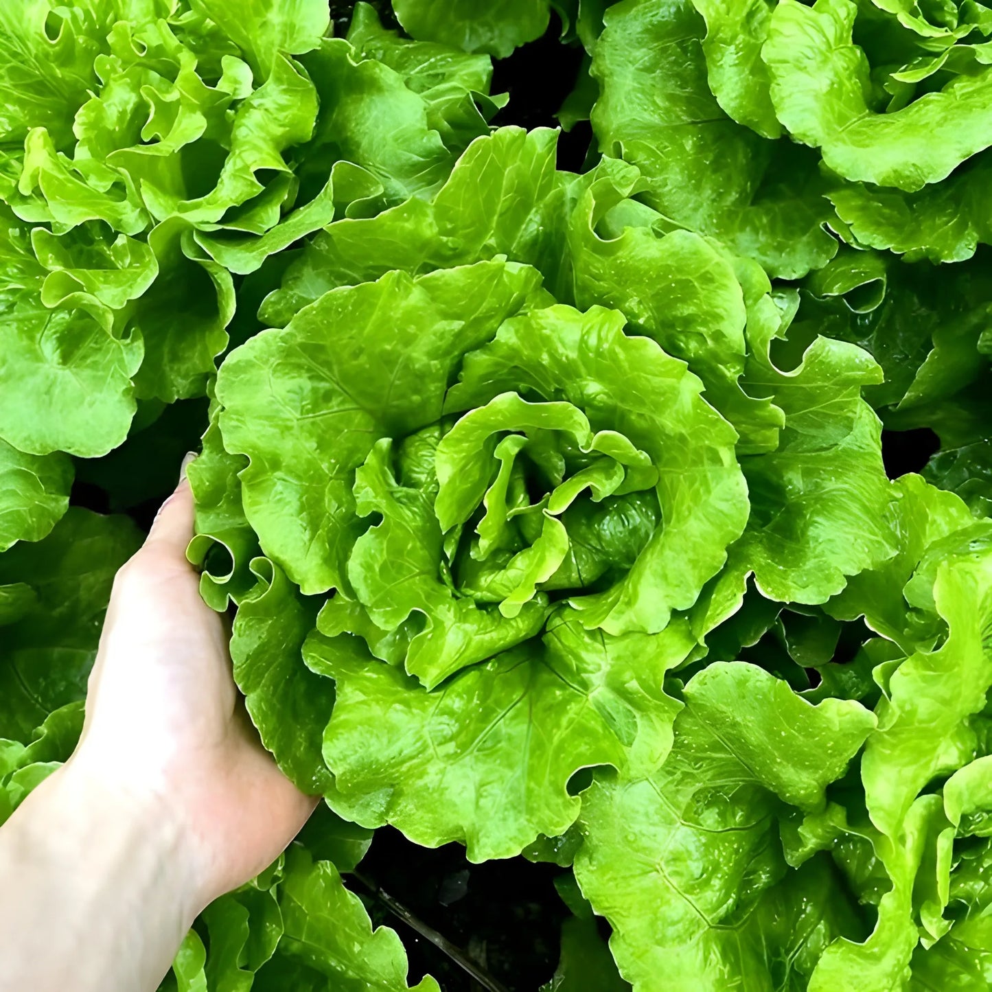 Organic Lettuce Seeds – Pack of 20
