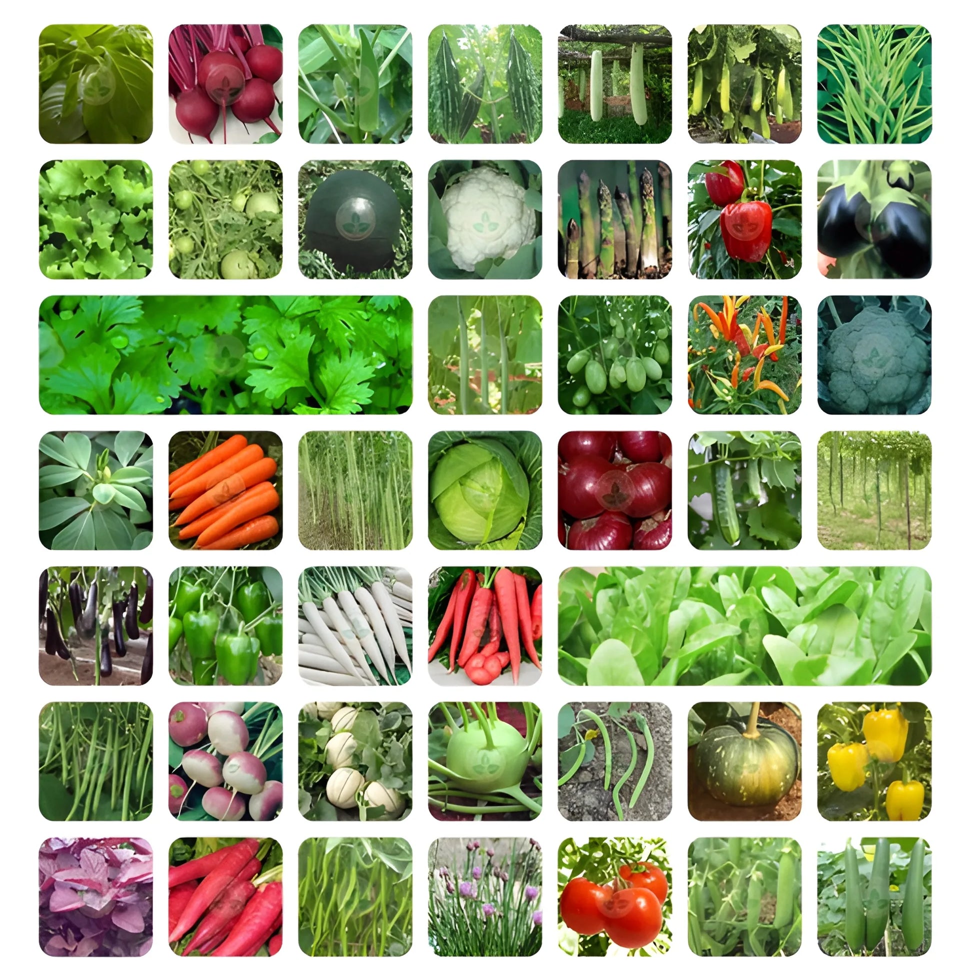 Organic Seed Starter Kit