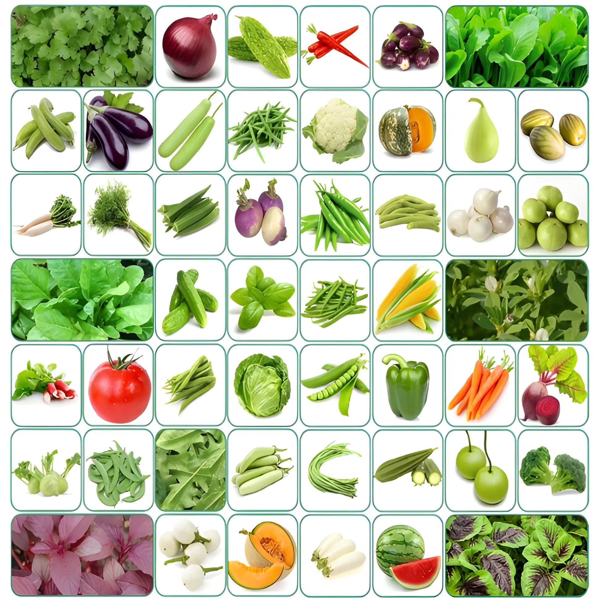 Organic Seed Starter Kit