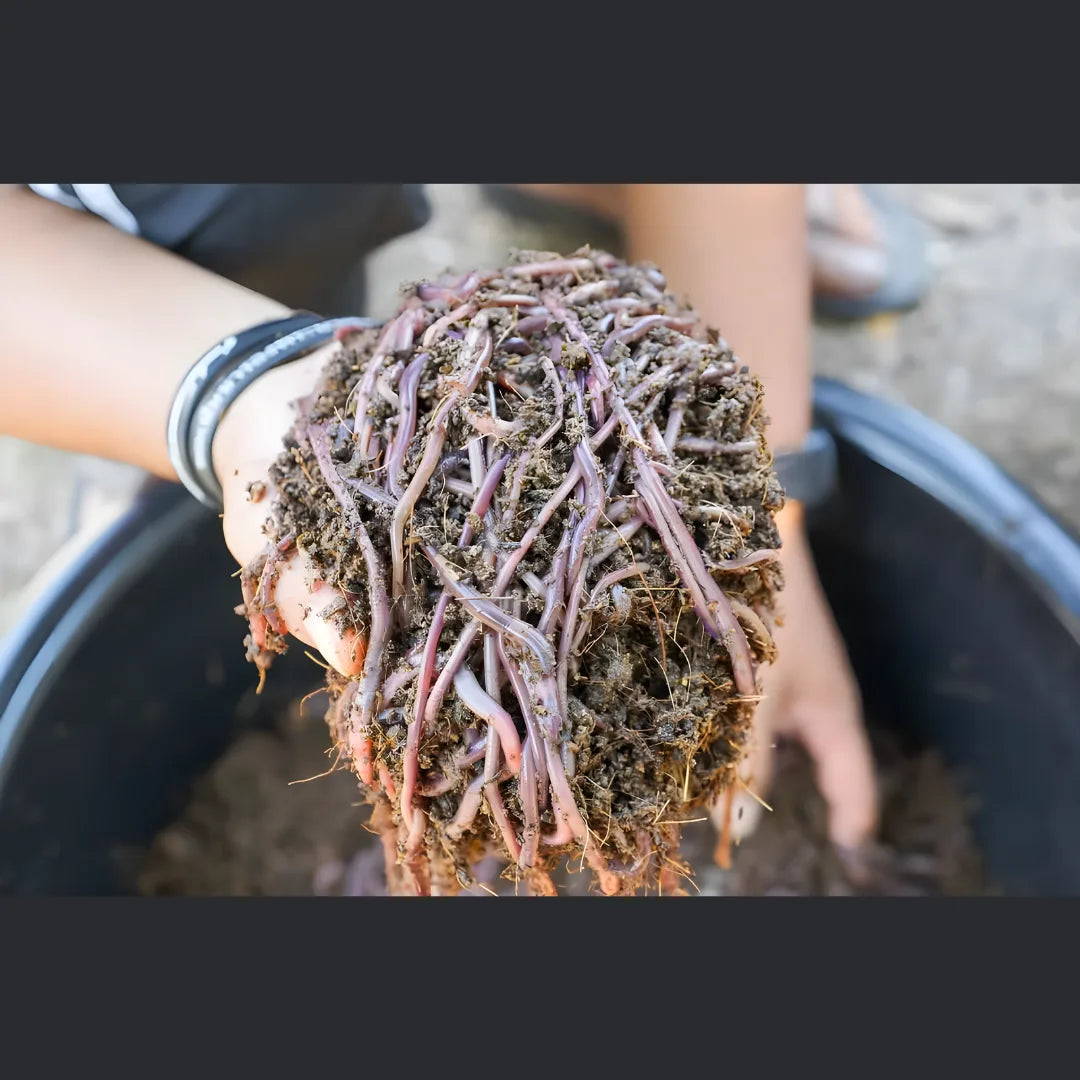 Organic Vermicompost 500gm