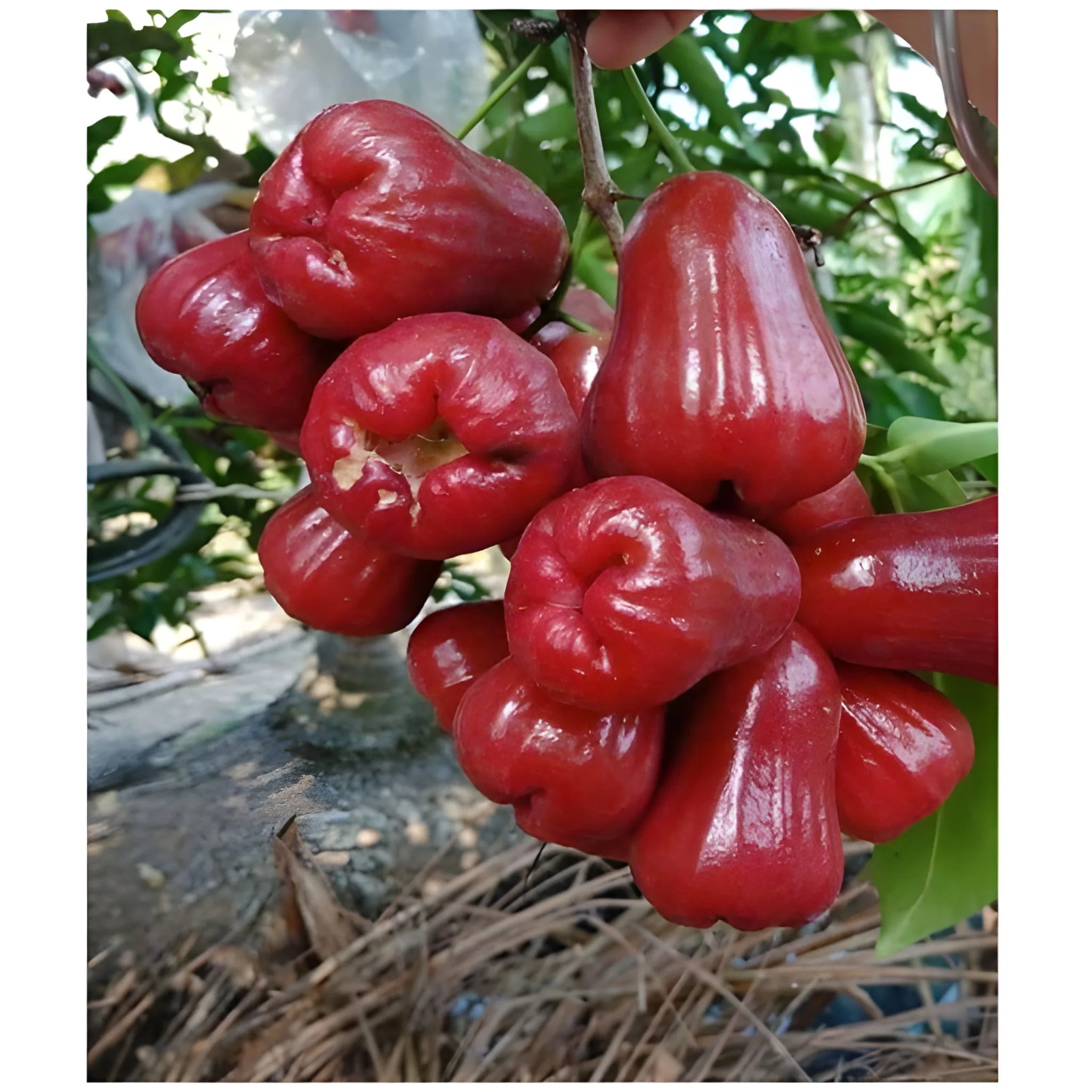 Thai Wax Apple Seeds