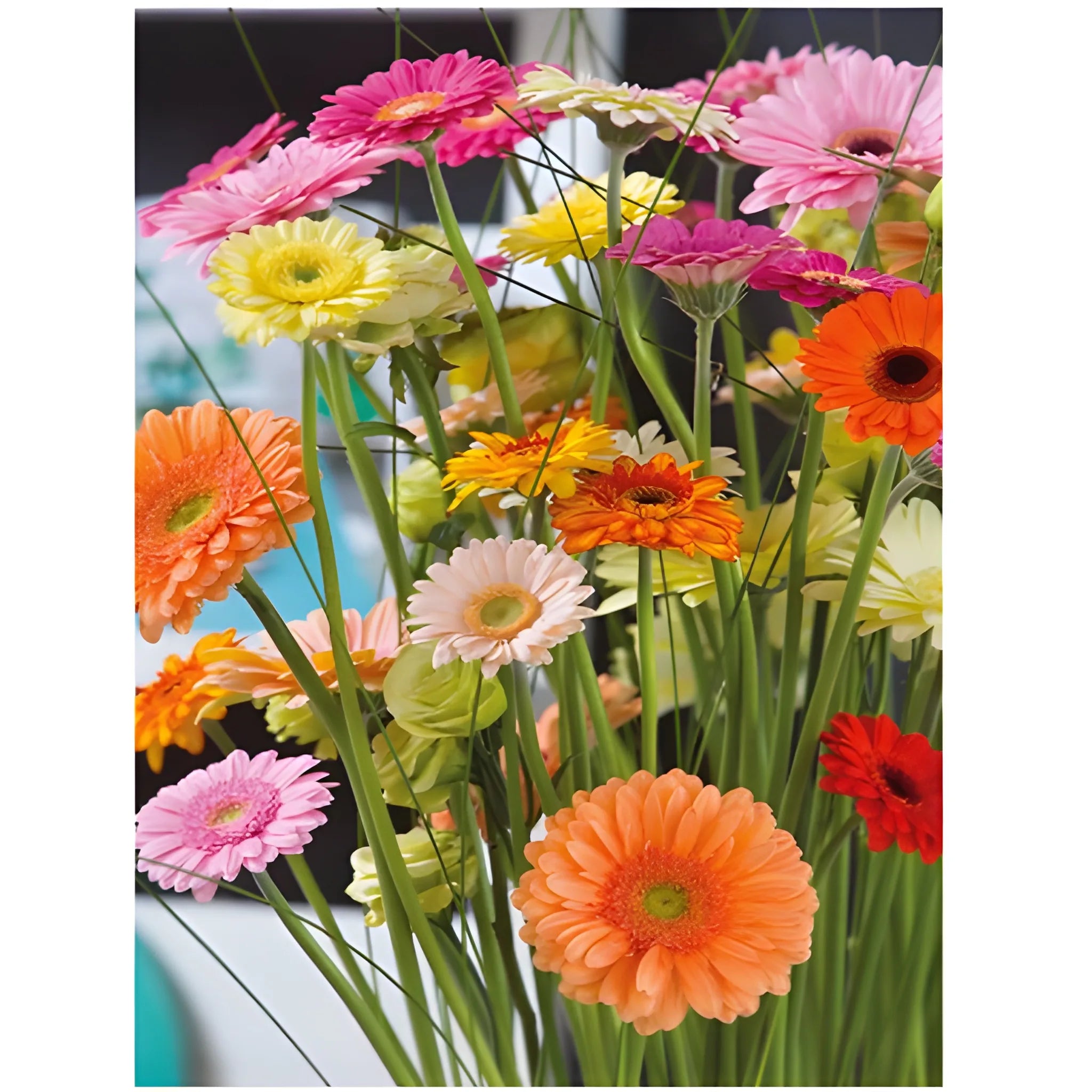 Gerbera Mix Flower Seeds
