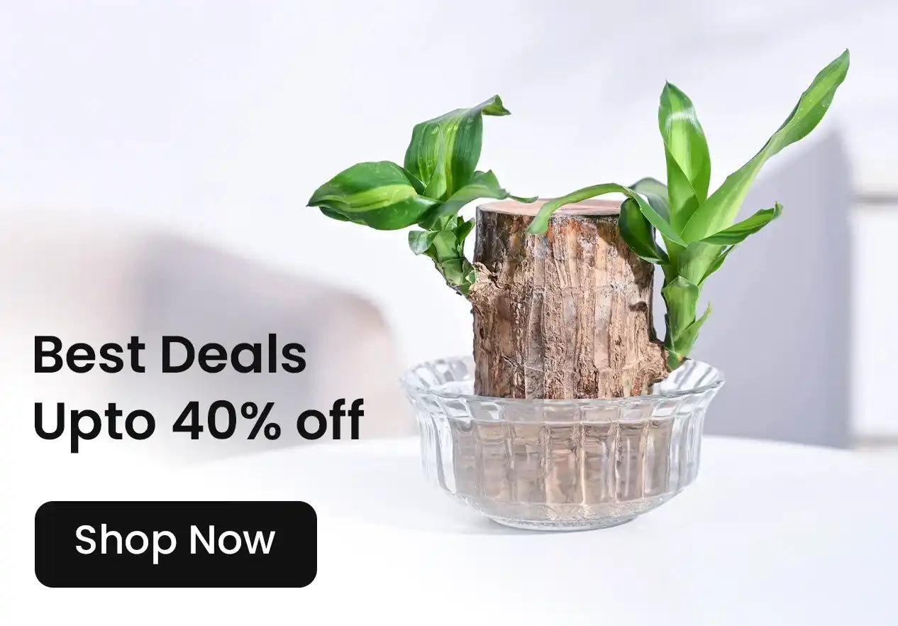 A small plant in a clear glass bowl, with green leaves sprouting from a wooden base.
