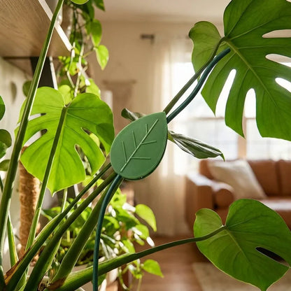 Best plant climbing wall fixture clip (30 pcs set) - supports | 2026 | fast shipping