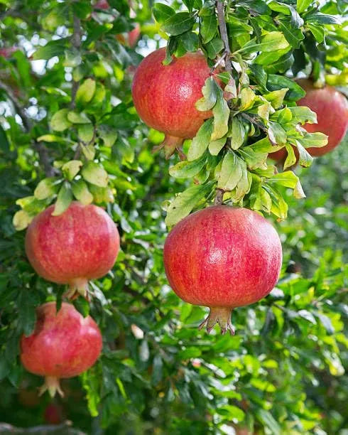 Pomegranate Seeds Pack of 2 garden & outdoor
