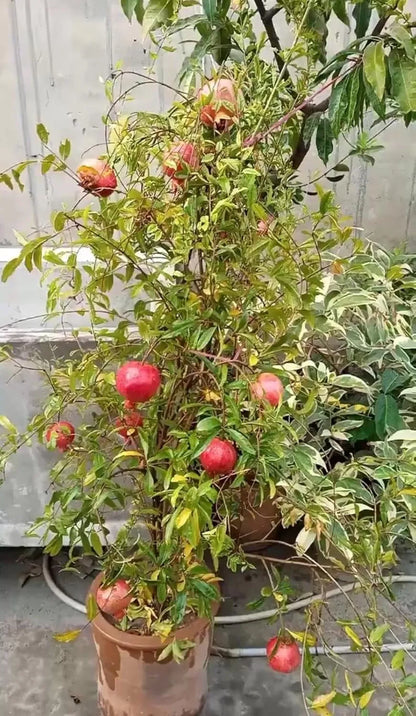 Pomegranate Seeds Pack of 2 garden & outdoor