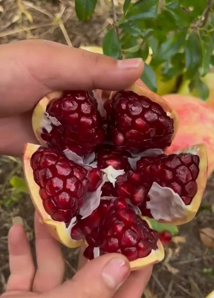Pomegranate Seeds Pack of 2 garden & outdoor