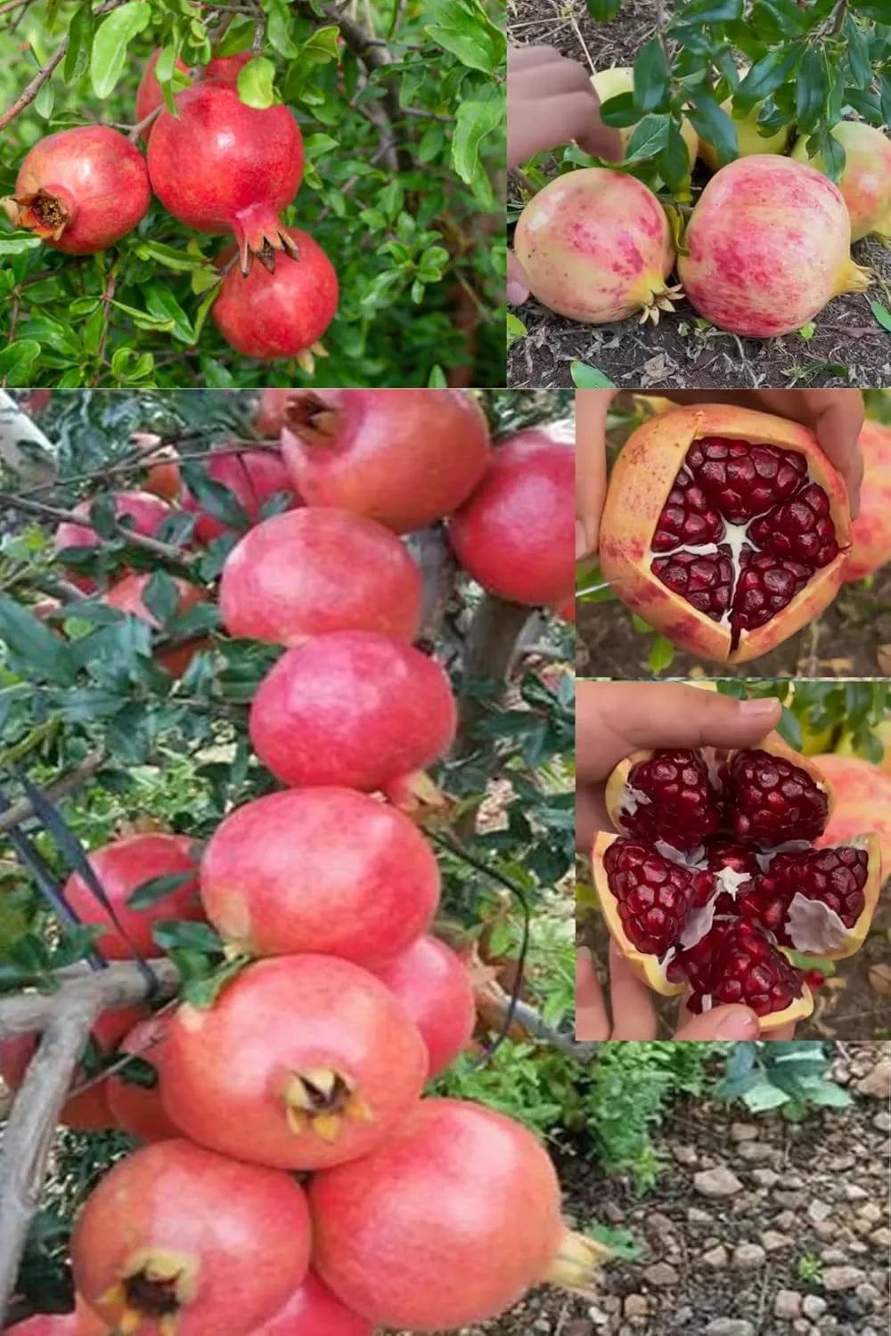 Pomegranate Seeds Pack of 2 garden & outdoor