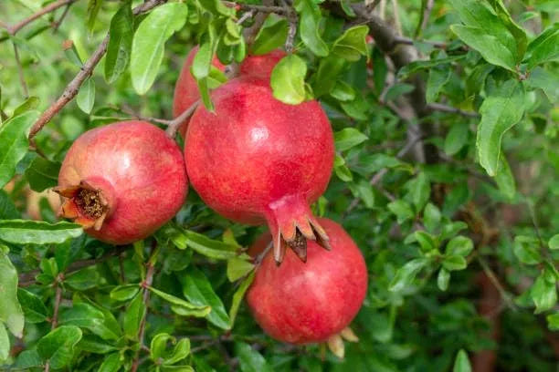 Pomegranate Seeds Pack of 2 garden & outdoor