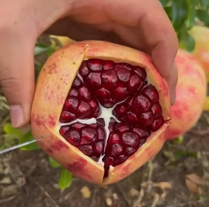 Pomegranate Seeds Pack of 2 garden & outdoor