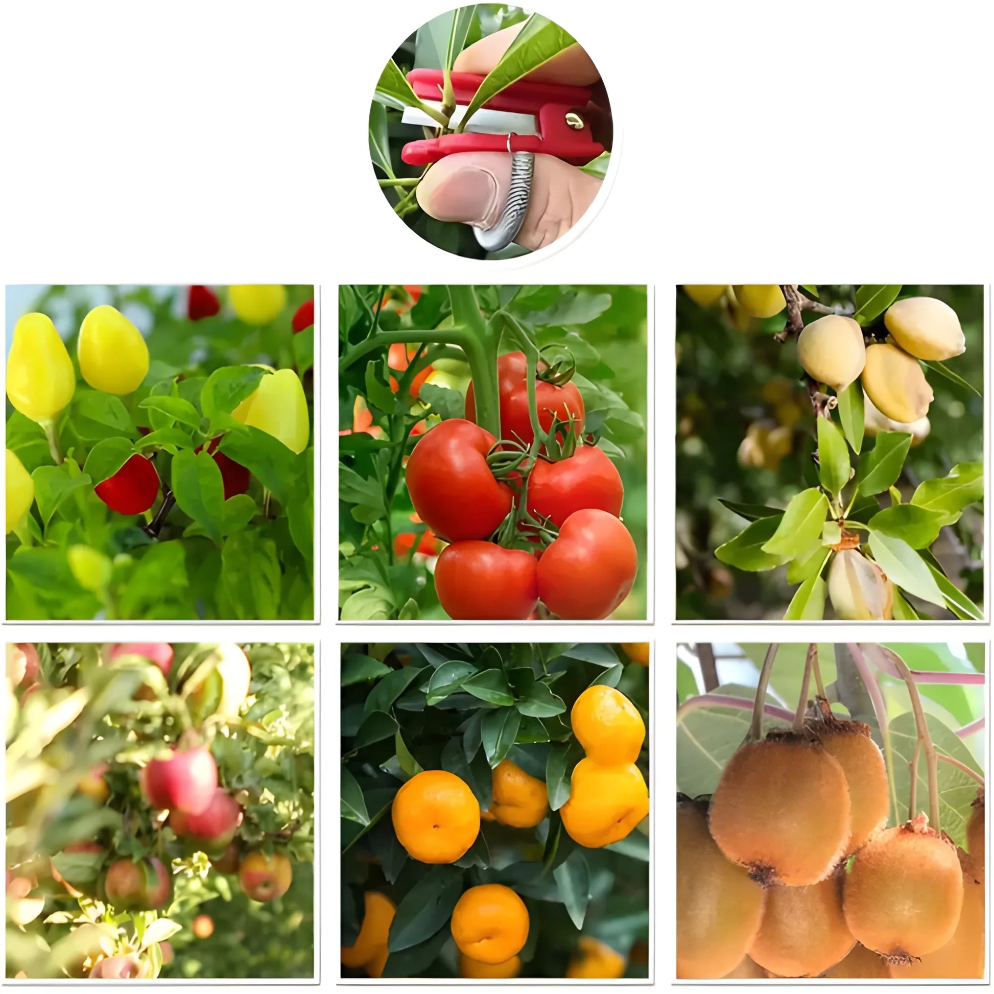 Precision Thumb Cutter Tool