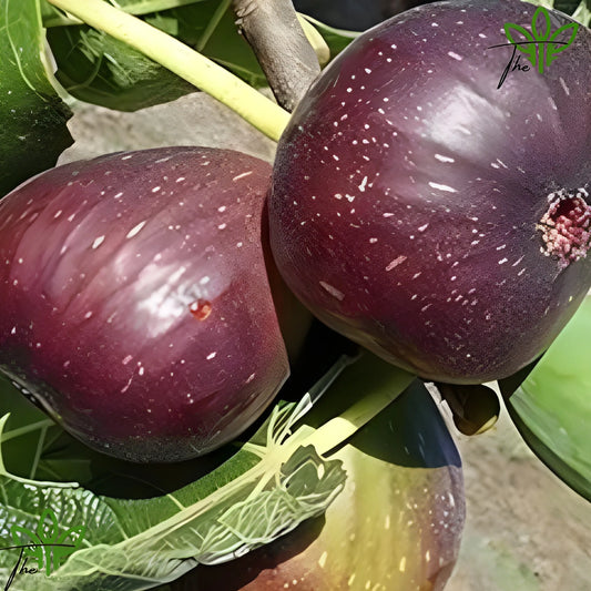 Premium Fig Tree Seeds