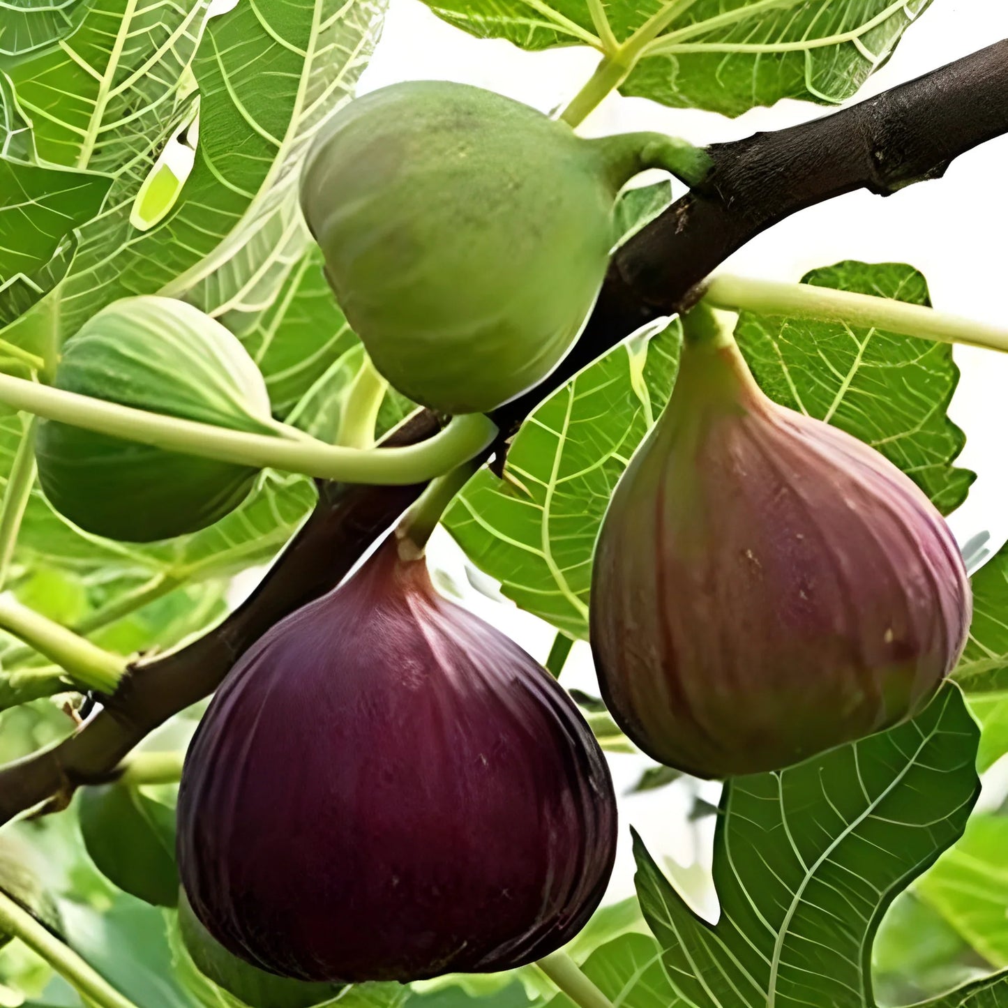 Premium Fig Tree Seeds