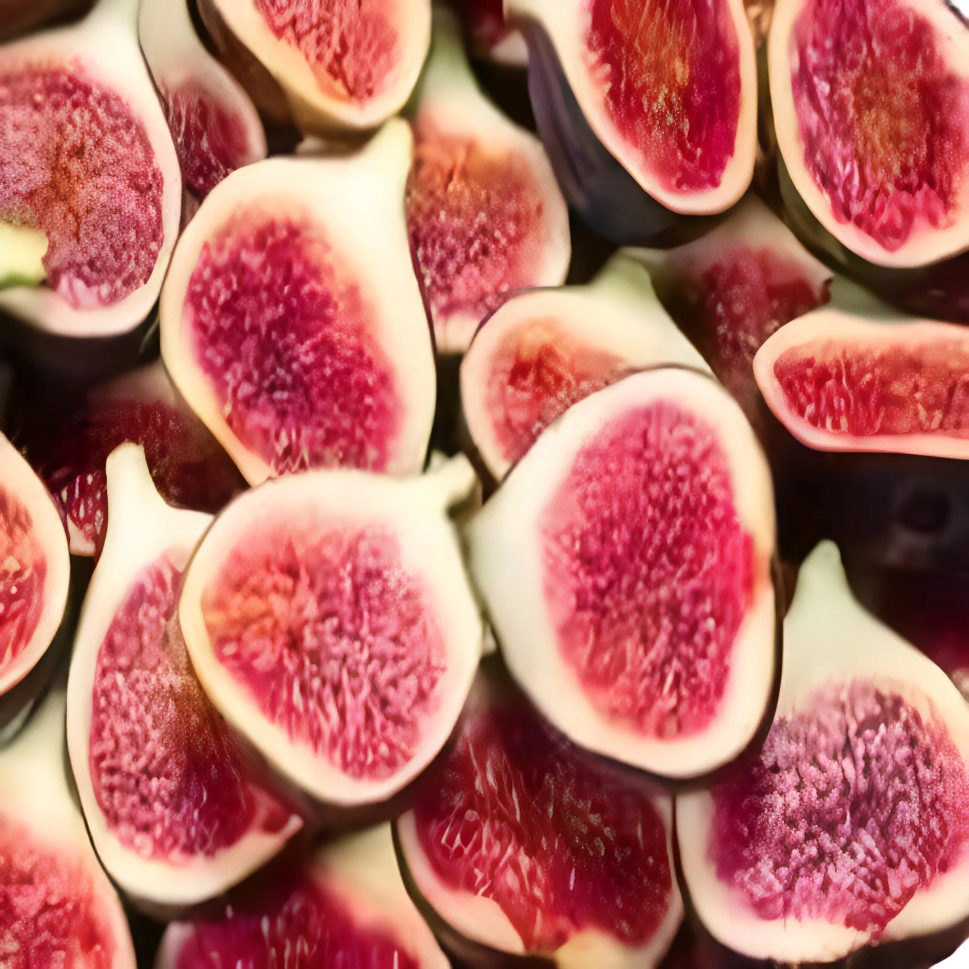 Premium Fig Tree Seeds