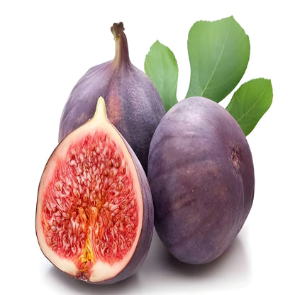 Premium Fig Tree Seeds