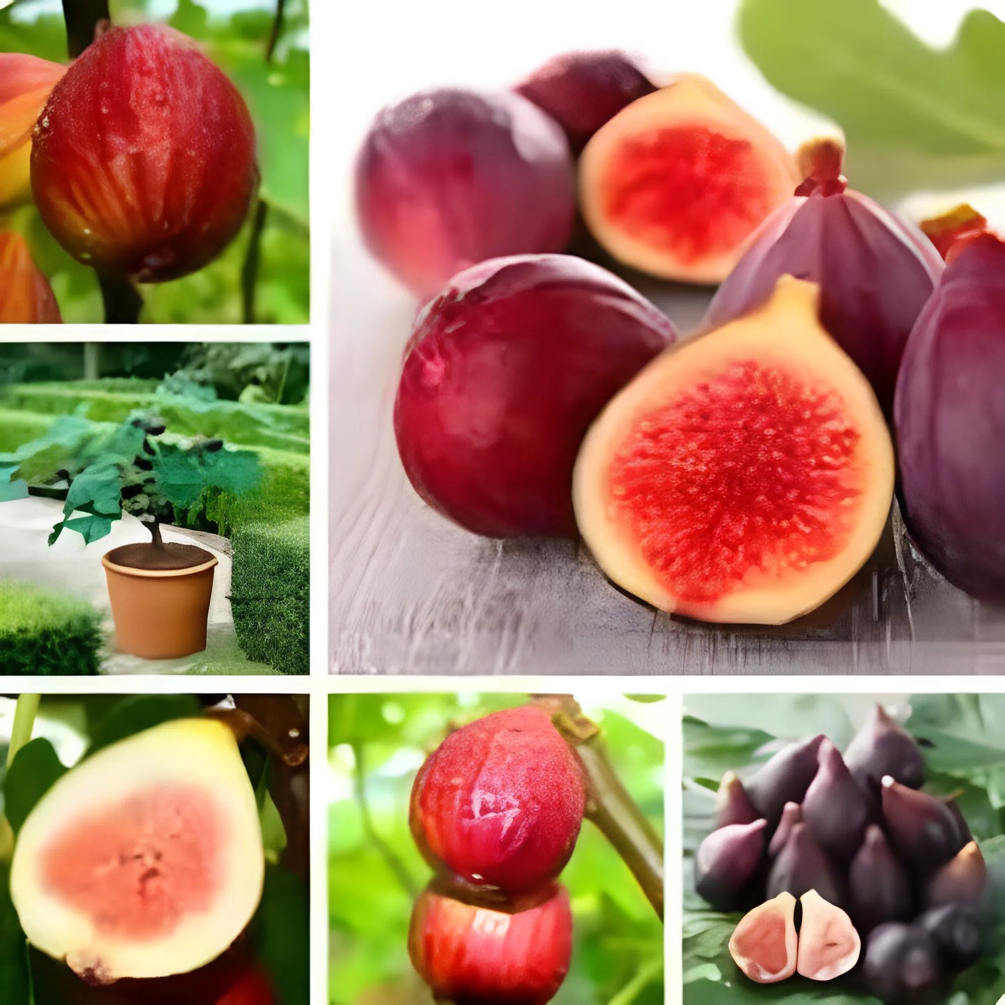 Premium Fig Tree Seeds