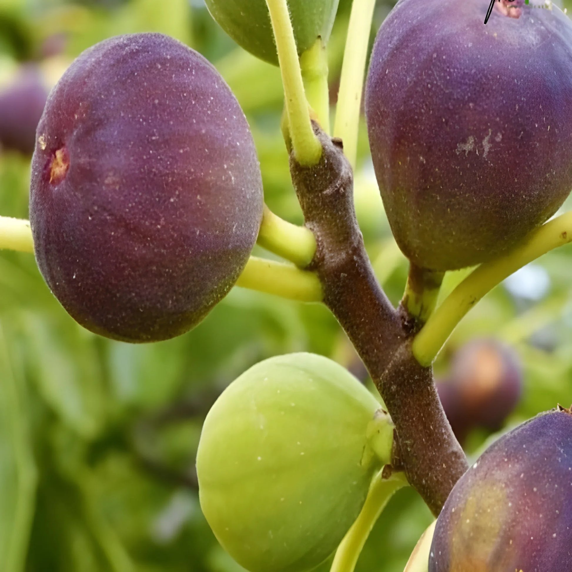 Premium Fig Tree Seeds