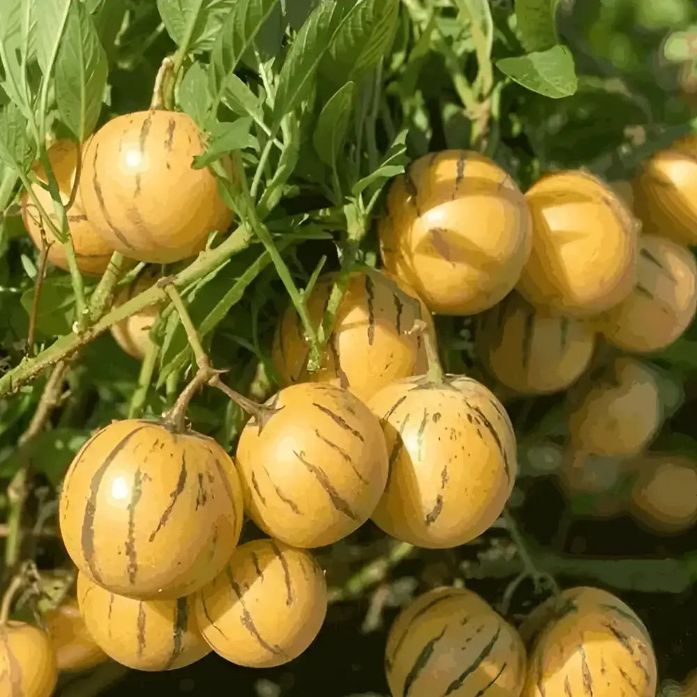 Premium Ginseng Fruit Seeds