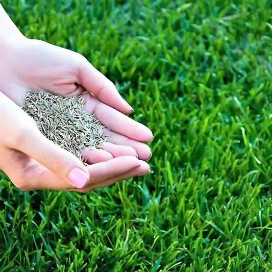 Premium Hybrid Grass Seeds Pack of 100