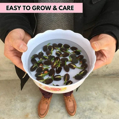 Premium Lotus Flower seeds