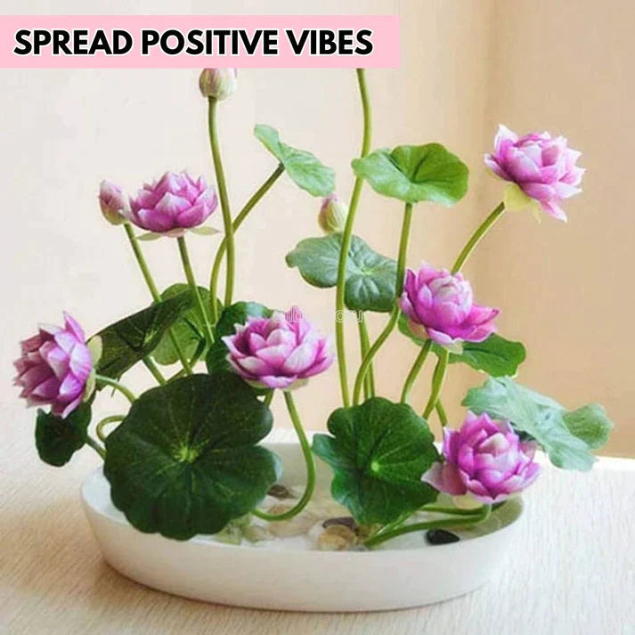 Premium Lotus Flower seeds