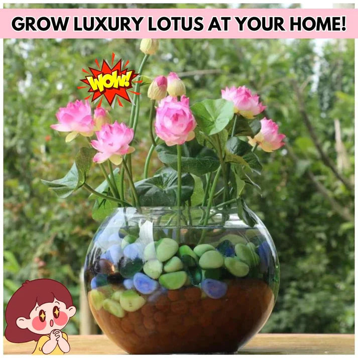 Premium Lotus Flower seeds