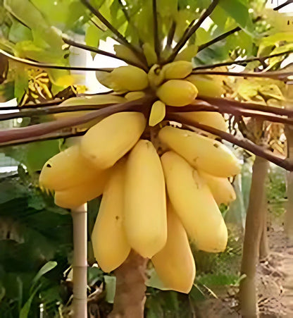Premium Papaya Seeds seeds