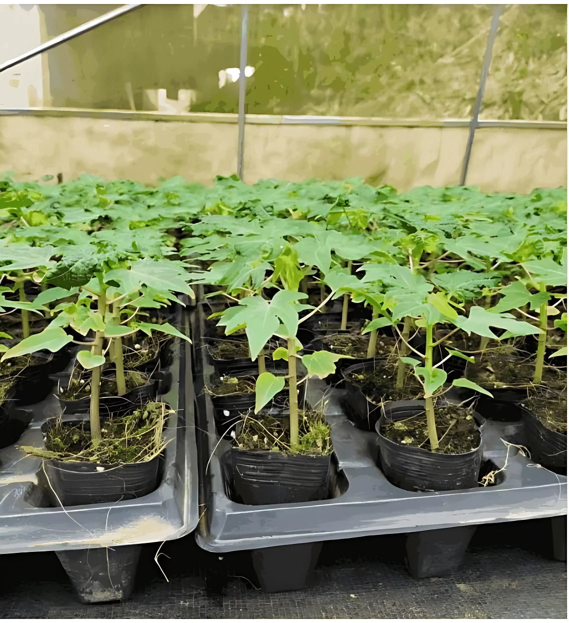 Premium Papaya Seeds seeds