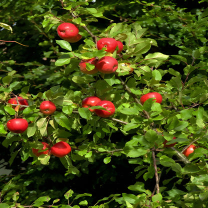 Premium Red Apple Seeds