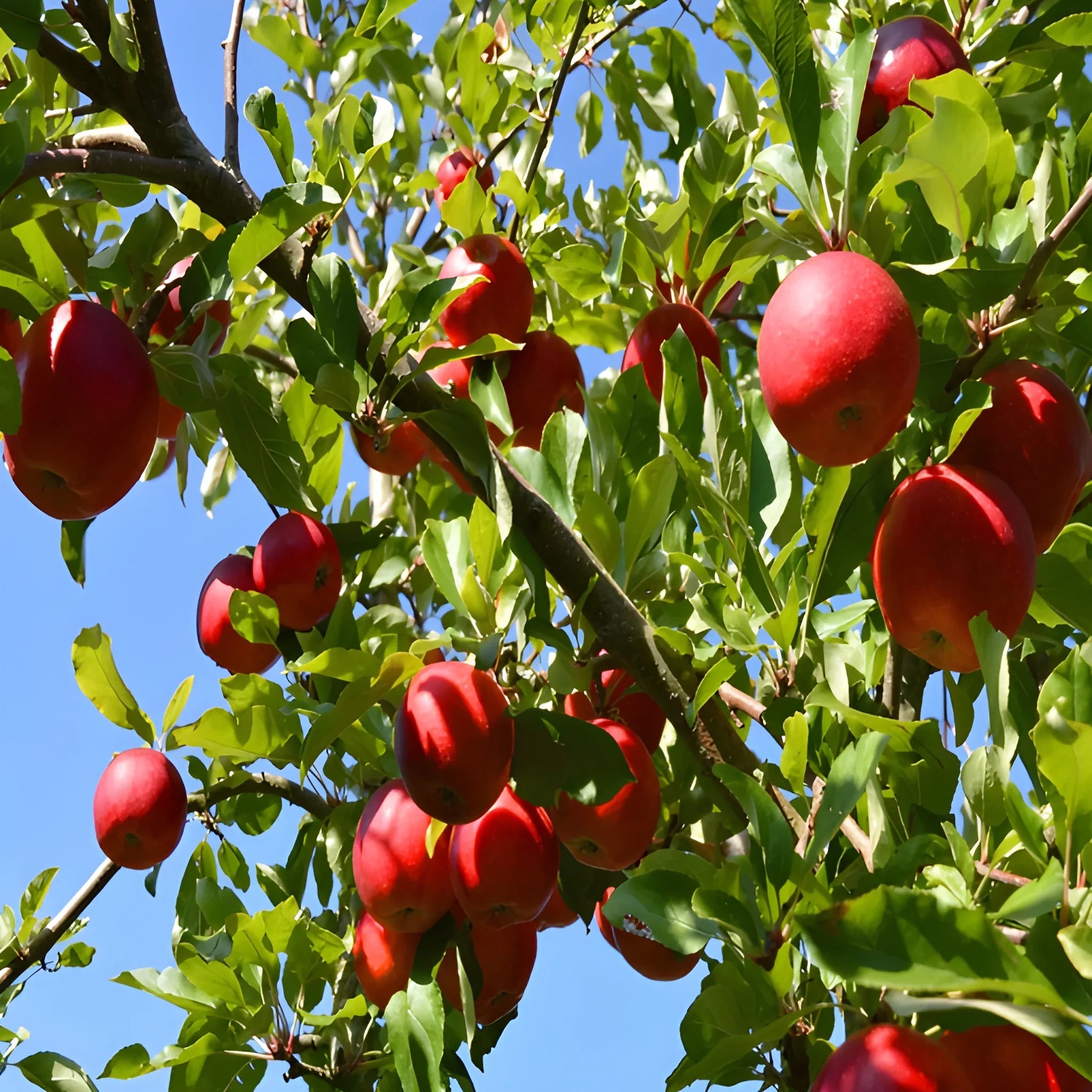 Premium Red Apple Seeds